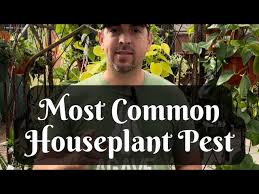 Most Common Houseplant Pest