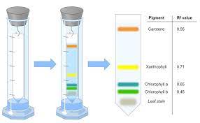 Chromatographs Bioninja