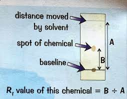 Paper Chromatography Part 2 Flashcards