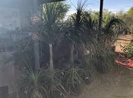 Elgin Nursery Tree Farm Phoenix Az