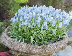 Spring Bulbs In Containers Choosing