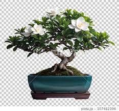 Gardenia Bonsai Ai Image Stock