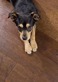 Pet Damage To Hardwood Floors