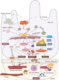 Endoplasmic Reticulum Stress Molecular