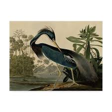 Trademark Fine Art Louisiana Heron By