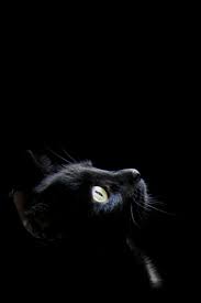 Black Cat Wallpapers Cat Background