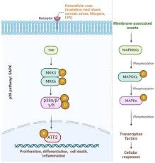 p38 mitogen activated protein kinases