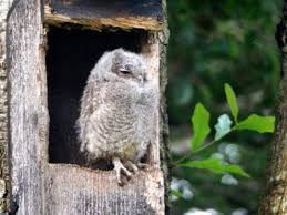 Owl House Design And Owl Nest Box