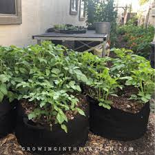 Best Vegetables For Container Gardening