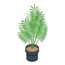 Jungle Palm Tree Pot Icon Isometric Of