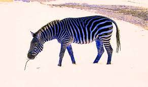 Watercolor Zebra Stock Photos Royalty