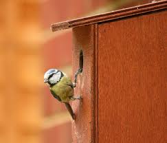 How To Make A Bird Box Diy Blog