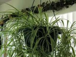 Vastu Tips To Keep Indoor Plants