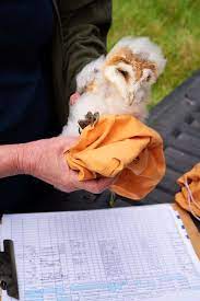 Blenheim Estate Welcomes Baby Barn Owl
