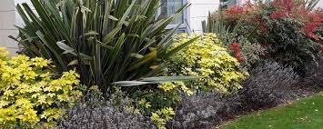 Colourful Evergreens Gardening By Design