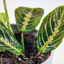 Pet Friendly Houseplants Safe For