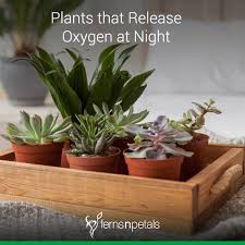 Plants Release Oxygen At Night