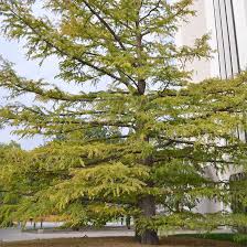 Baldcypress Trees For At Arbor Day