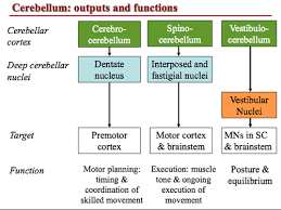 triple beam balance flashcards quizlet