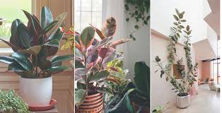 Rubber Plants Best Indoor Vastu