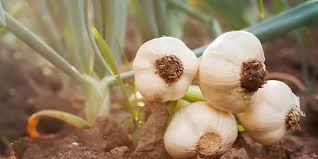 How Is Garlic Grown Spice World Inc