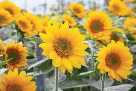 Sunflower Diy Ideas National Garden