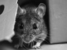 Pest Control Pros On How Mice Get Into