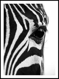 Close Up Zebra Poster Posterton