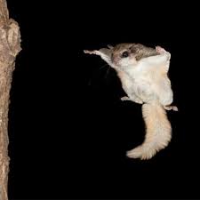 Southern Flying Squirrel Identification