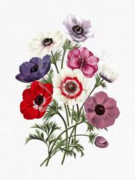 Flower Clip Art Poppy Anemones Digital