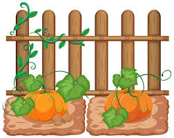 Free Vector Pumpkins Growing In The