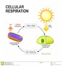 Photosynthesis Celluar Respiration And