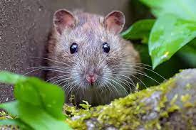 Rats Could Be Put Off Nesting In Your
