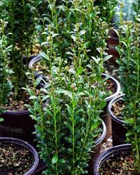 Plants For Dry Shade Horticulture