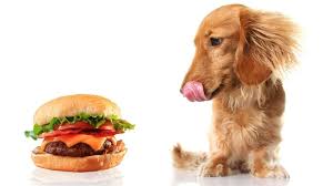Can Dogs Eat Plant Based Meat