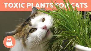 10 Toxic Plants For Cats In The
