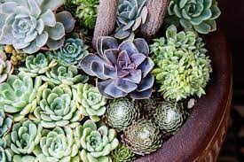 Succulent Container Designs To Win
