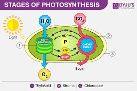 Photosynthesis Is A Process