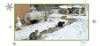 Colony Cats Dogs Cold Weather Tips