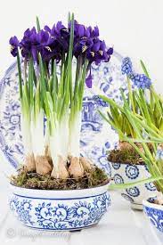 Decorating With Spring Bulbs Indoors