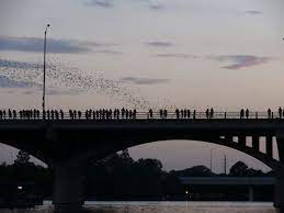 congress bridge bats austin texas
