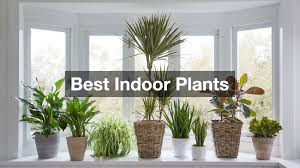 Indoor Plants Make Your Home Beautiful