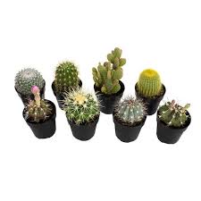 Smart Planet 2 5 In Cactus Collection