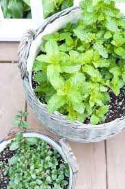 9 Good Reasons To Grow A Mint Plant