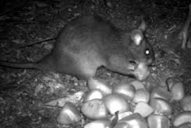 Giant Rat Plays Big Ecological Role In