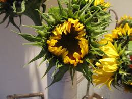 Sunflowers Zinnias And Dahlias