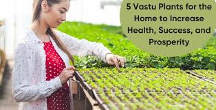 5 Vastu Plants For The Home To Increase