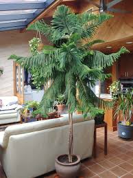 Norfolk Island Pine Love Houseplants