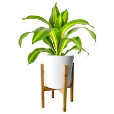 Costa Farms Dracaena Indoor Plant In 10