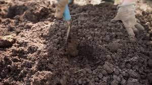 Soil For Sowing Veget